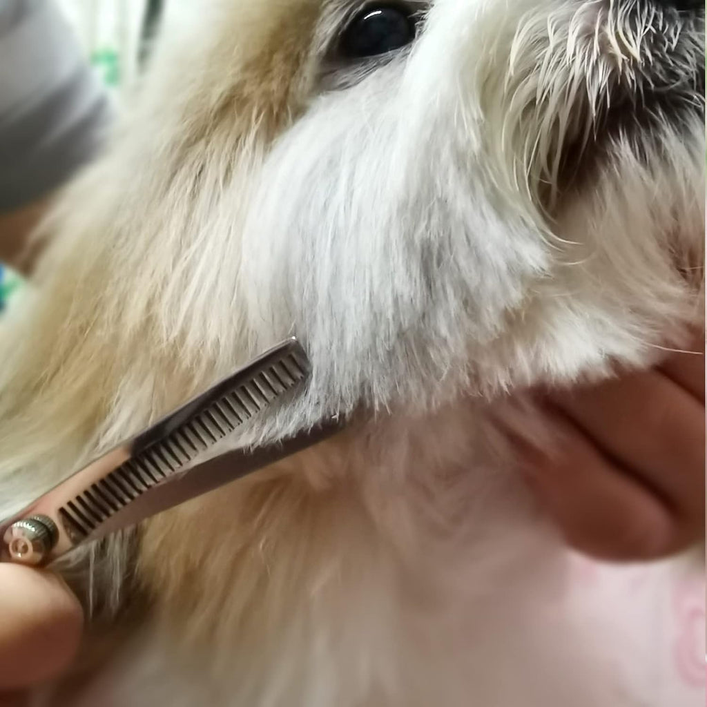 Professionellt Hund- & Kattklippningsset