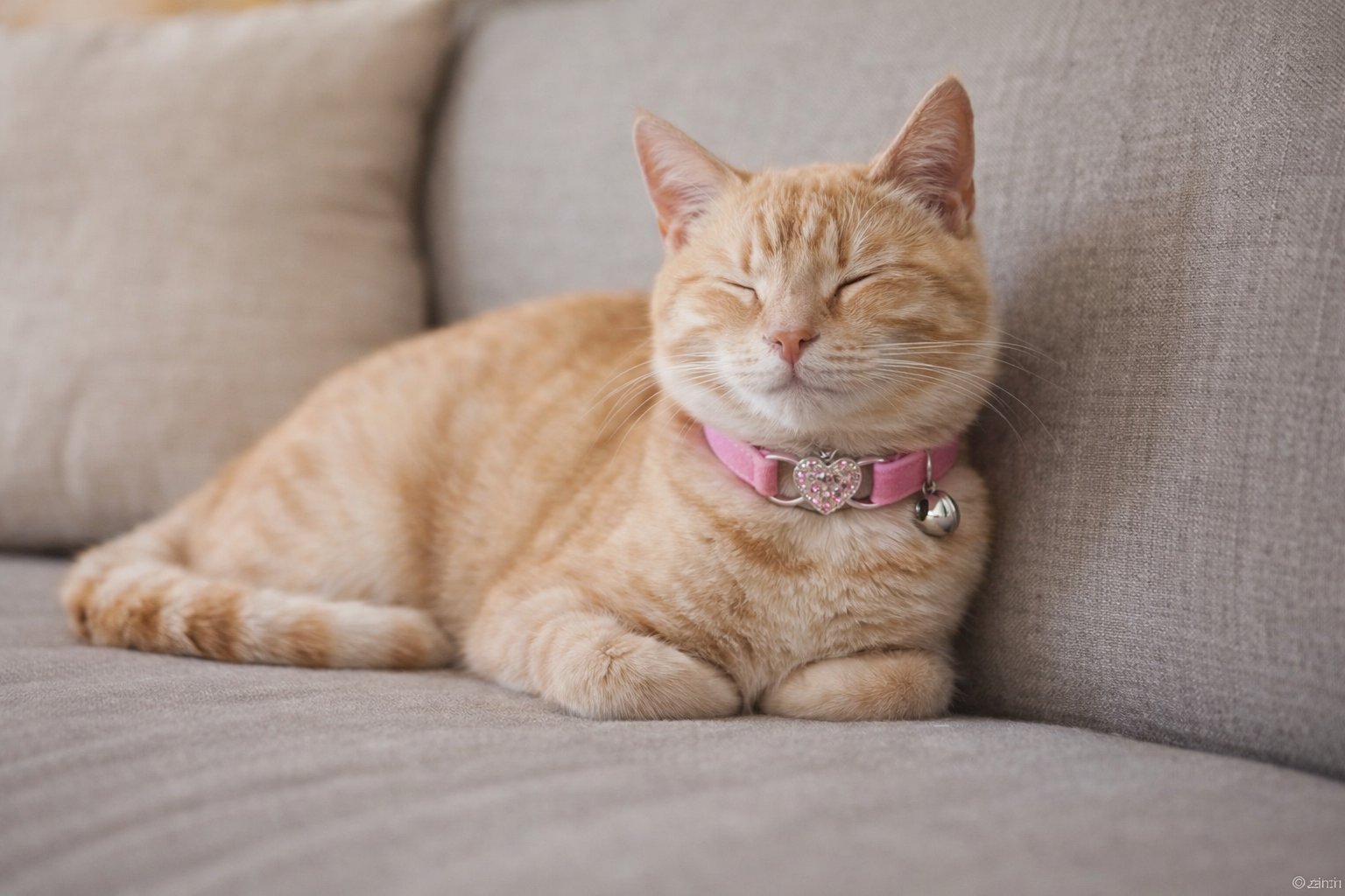 Kärleksfullt Katthalsband