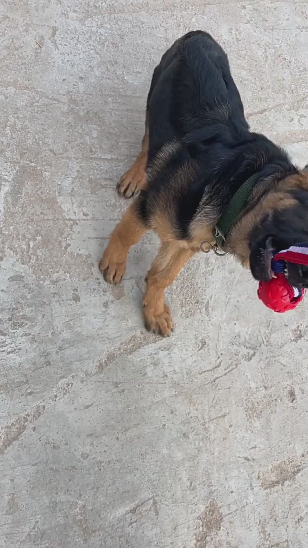 Motivationsboll med rep för träning & belöning