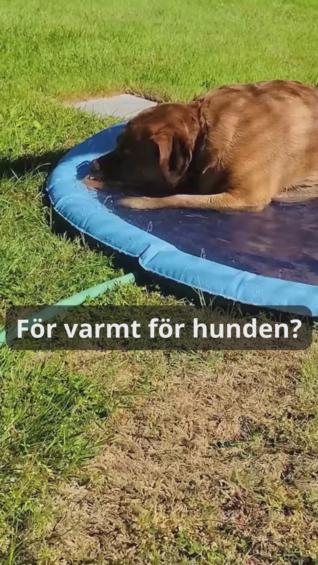 Hundpool med fontän