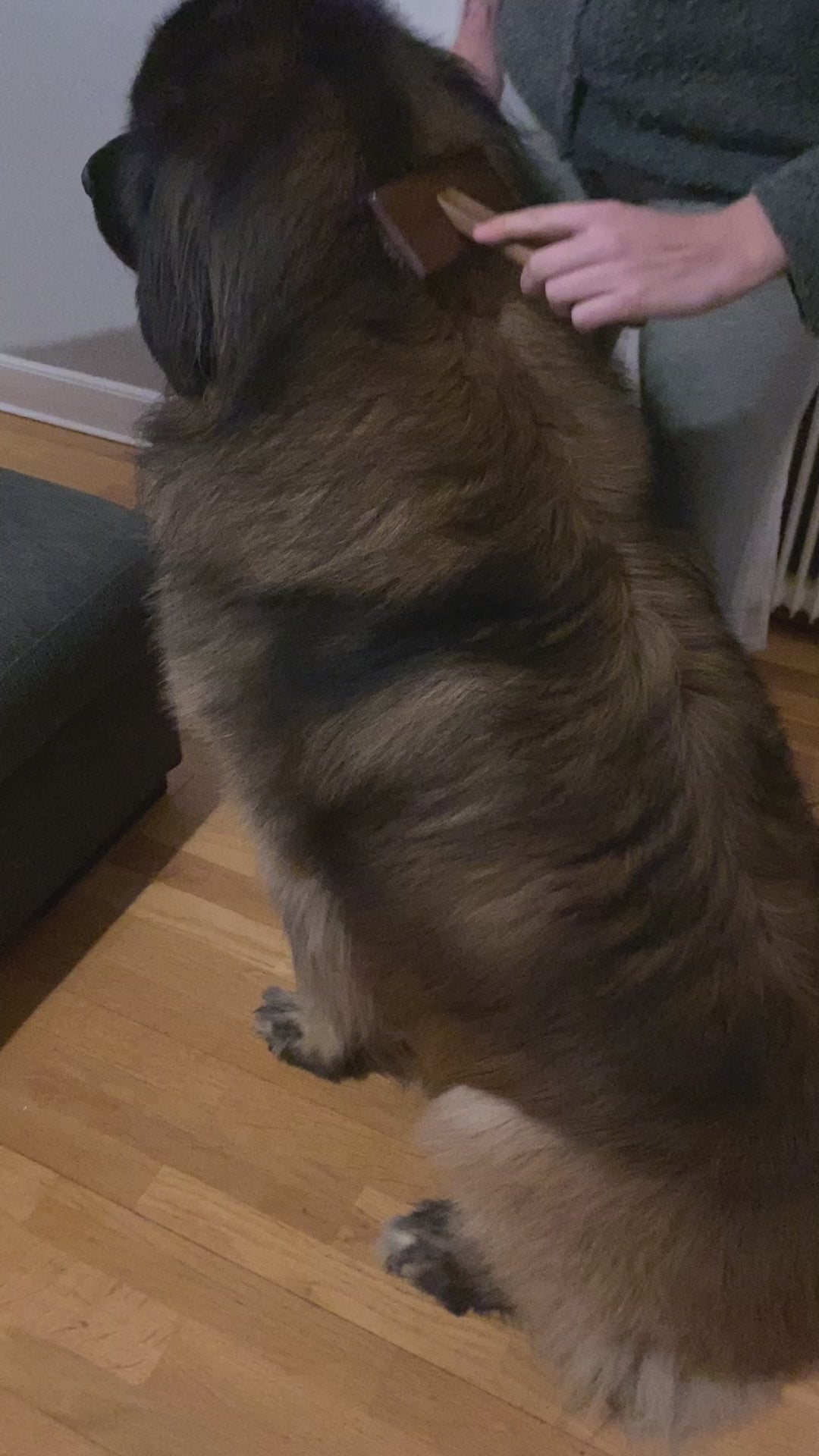 Hund- & Kattborste för Pälsvård – Effektiv Kam för Hårborttagning